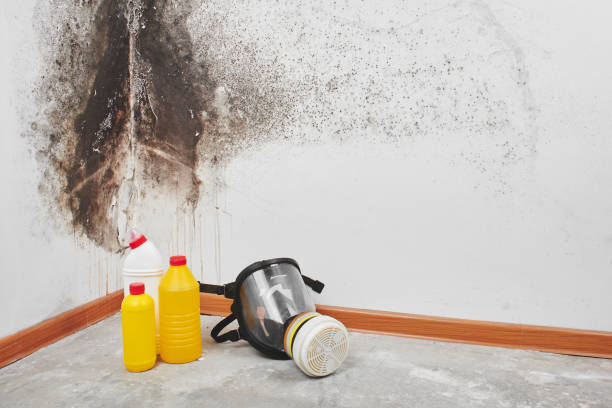 Best Local Mold Removal Service  in West Buechel, KY