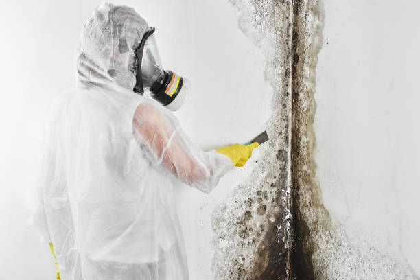 Best Office Mold Removal Services  in West Buechel, KY