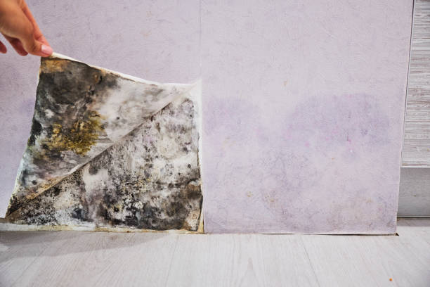 Best Emergency Mold Removal  in West Buechel, KY